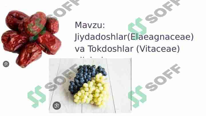 Tokdoshlar va Jiydadoshlar oilalari 1
