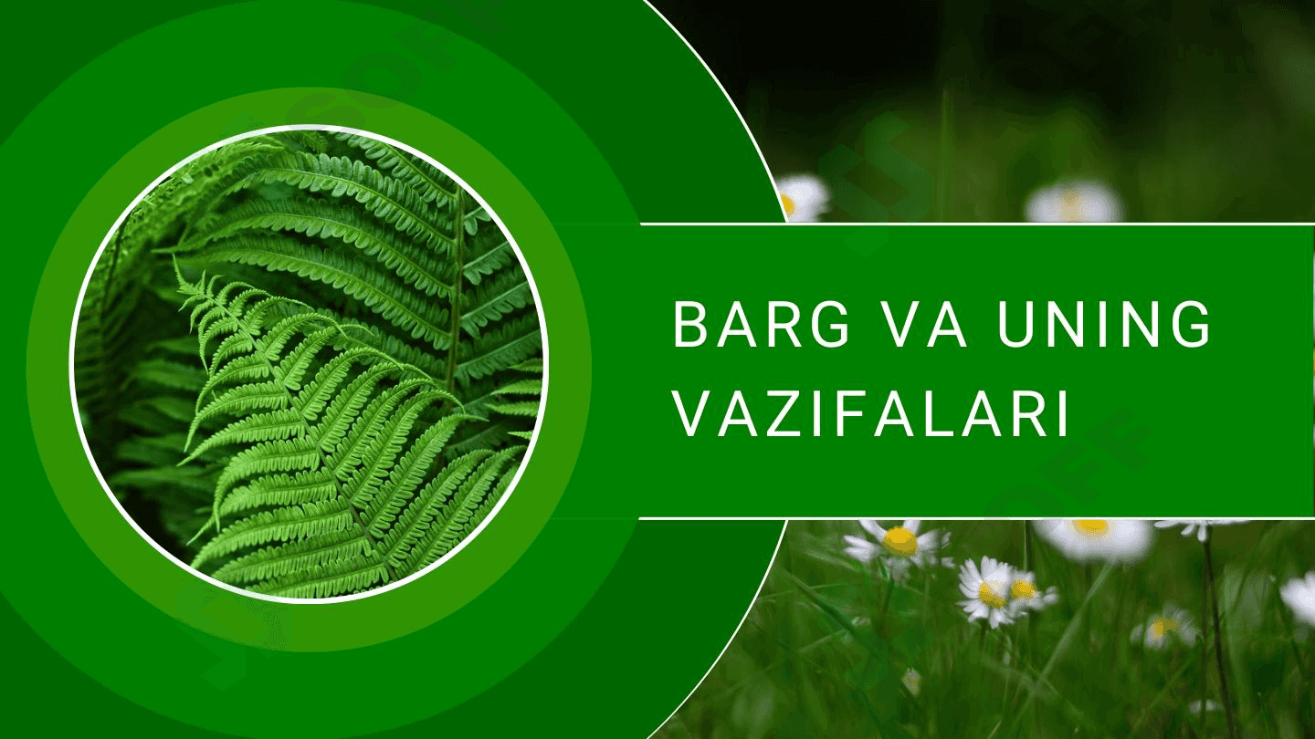 Barg va uning vazifalari 1