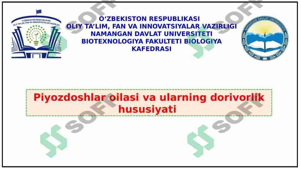 Piyozdoshlar oilasi va ularning dorivorlik hususiyati 1