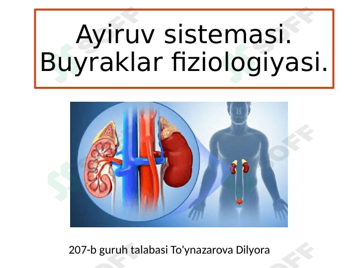 Fiziologiya buyrak 2 1