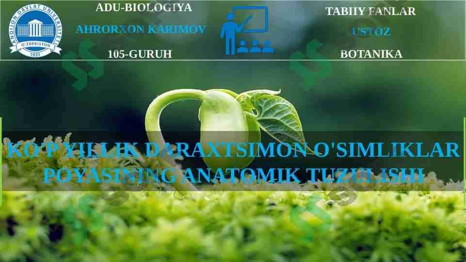 KO'P YILLIK DARAXTSIMON O'SIMLIKLAR POYASINING ANATOMIK TUZULISHI 1