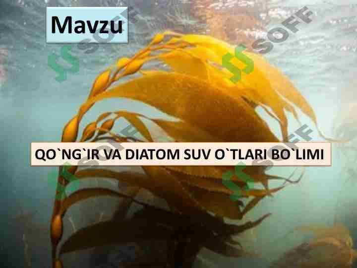 Qoʻnğir va diatom suvoʻtlar 1