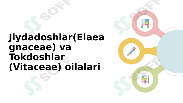 Jiydadoshlar(Elaeagnaceae) va Tokdoshlar (Vitaceae) oilalari 1