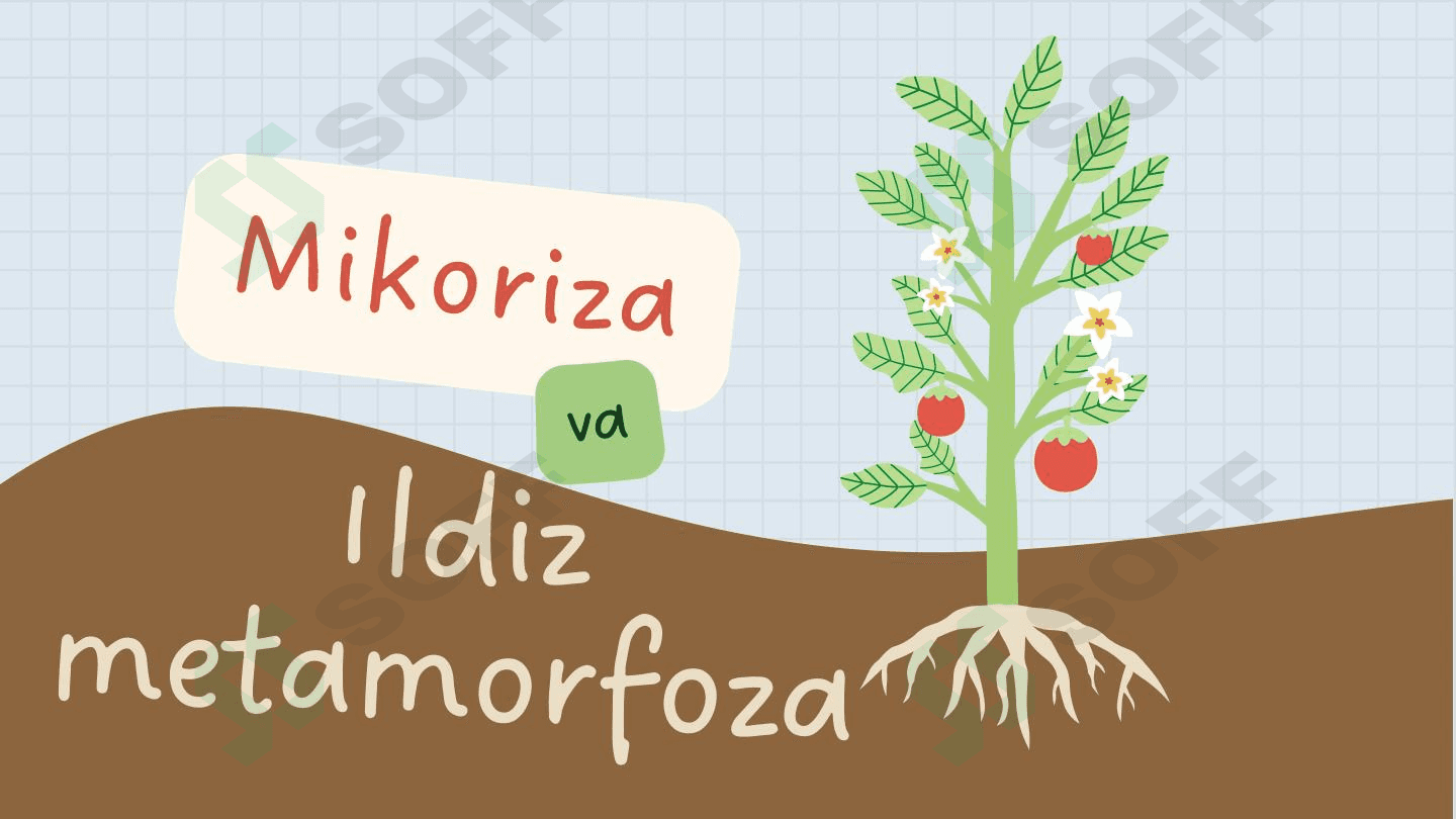 Mikoriza va Ildiz Metamorfoza 1
