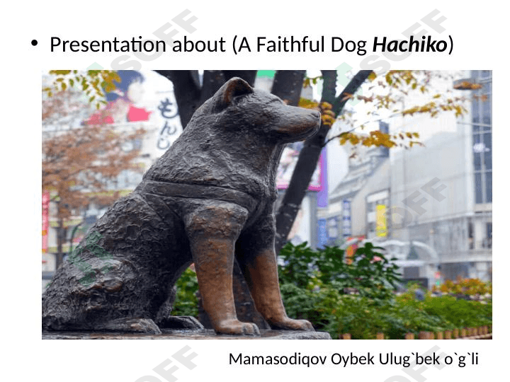 About hachiko 1