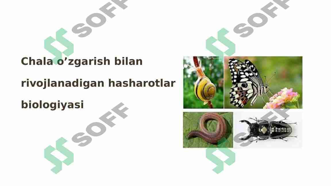 Chala o’zgarish bilan rivojlanadigan hasharotlar biologiyasi 1