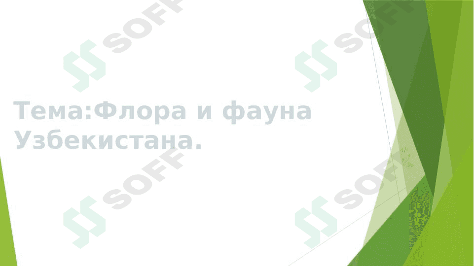 Флора и фауна Узбекистана 1