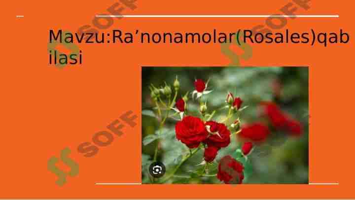 Raʼnonamolar(Rosales)qabilasi 1