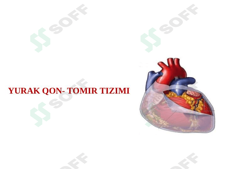 Yurak qon tomir tizimi 1