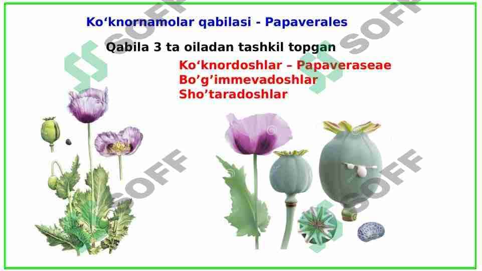 Ko‘knornamolar qabilasi - Papaverales 1
