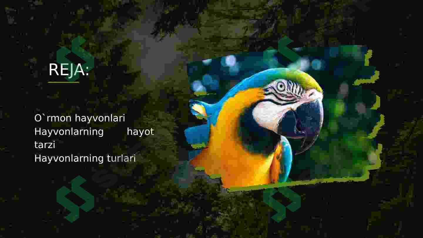 O'rmon hayvonlari 2
