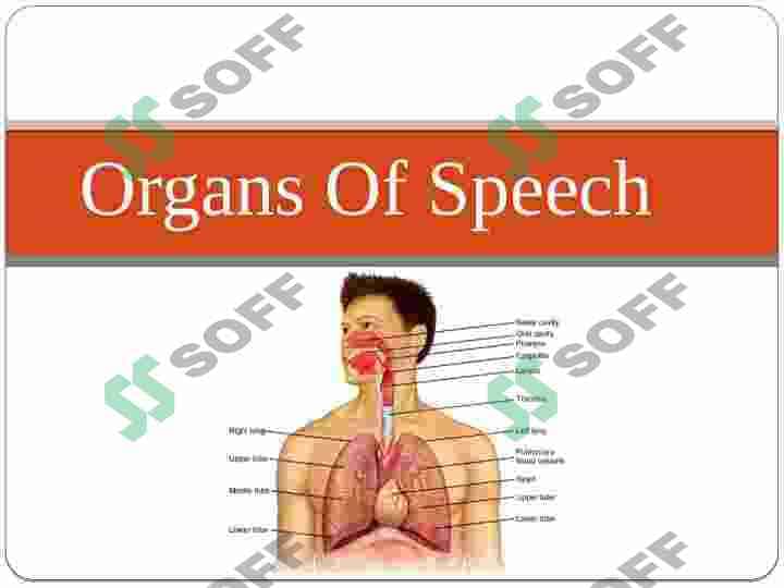 Active and passive speech organs presentation 2
