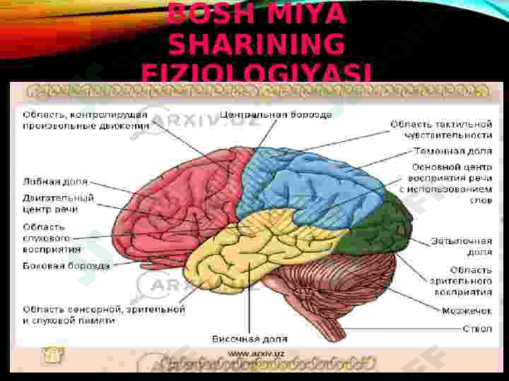 MARKAZIY ASAB SISTEMASINING UMUMIY FIZIOLOGIYASI 2