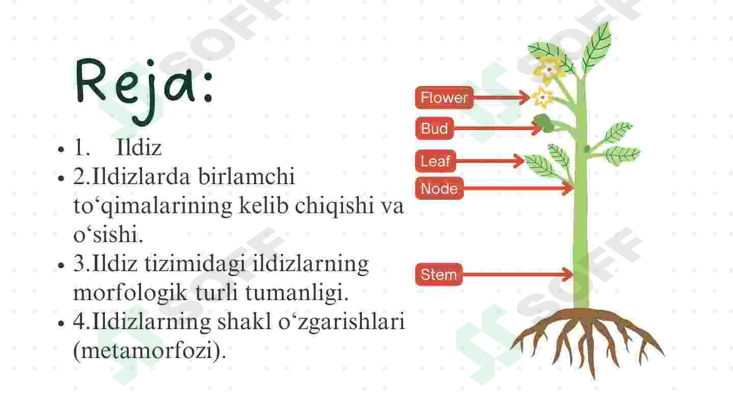 Mikoriza va Ildiz Metamorfoza 2