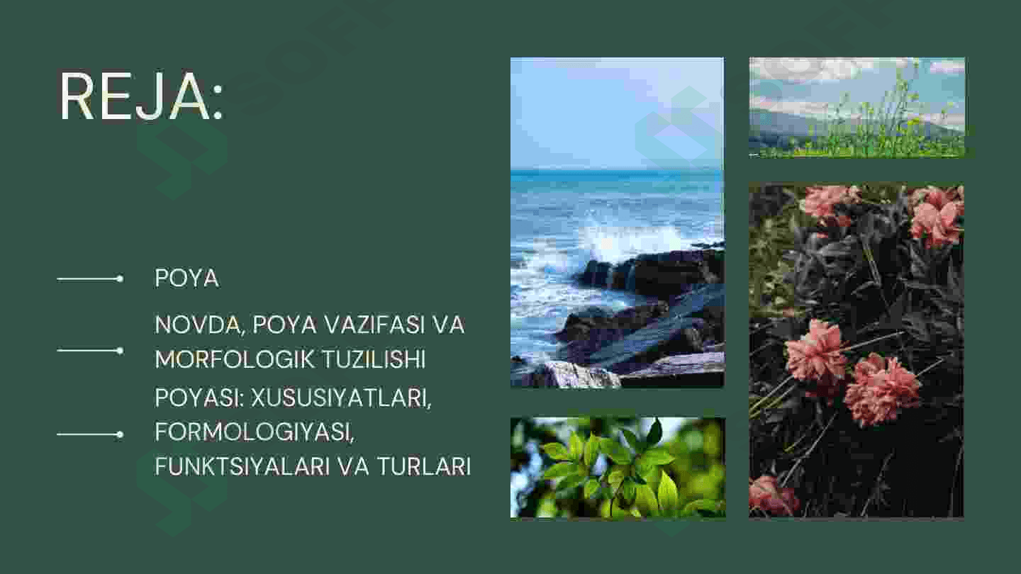 Poya va uning vazifalari 2