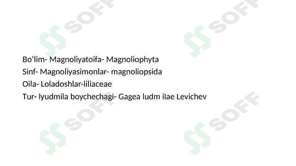Loladoshlar oilasi 2