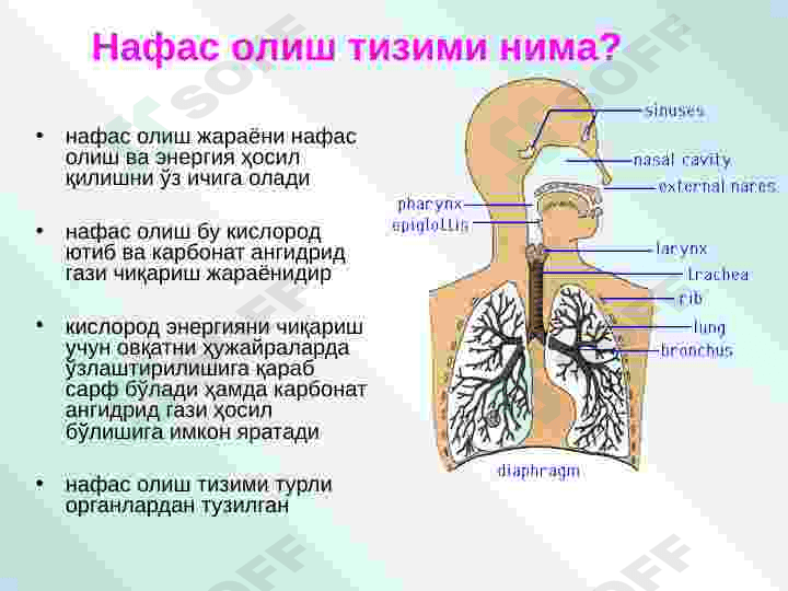 nafas olish tizimi 2