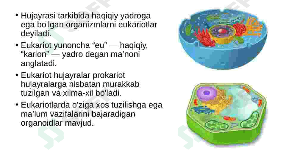 eukariot hujayra 2