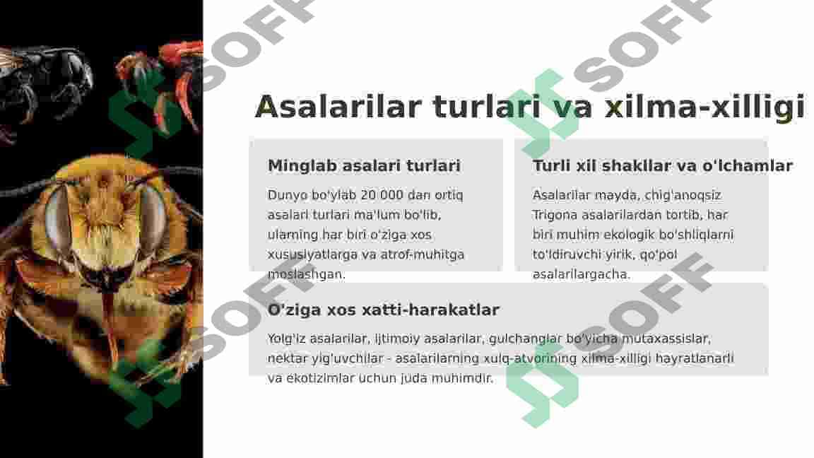 Asalarilar haqida 2