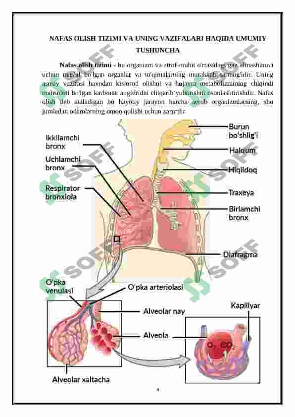 Nafas olish sistemasi 3