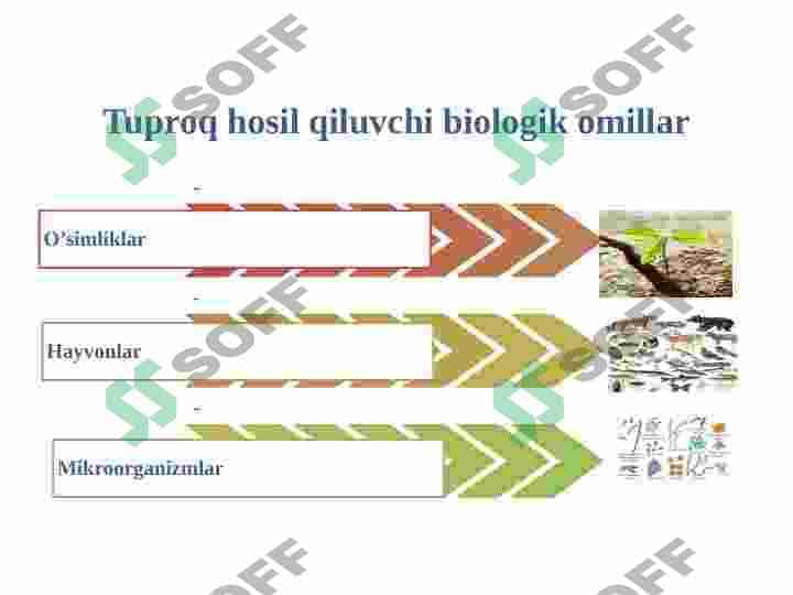 Tuproq hosil bo'lishida biologik omilning roli 3