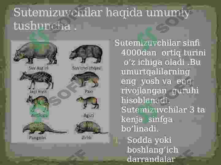Sutemizuvchilar sinfi 3