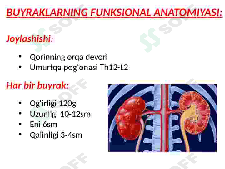 Fiziologiya buyrak 2 3