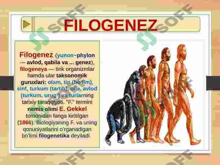 SKELET TIZIMI - FILOGENEZI VA BUZULISHLARI 3