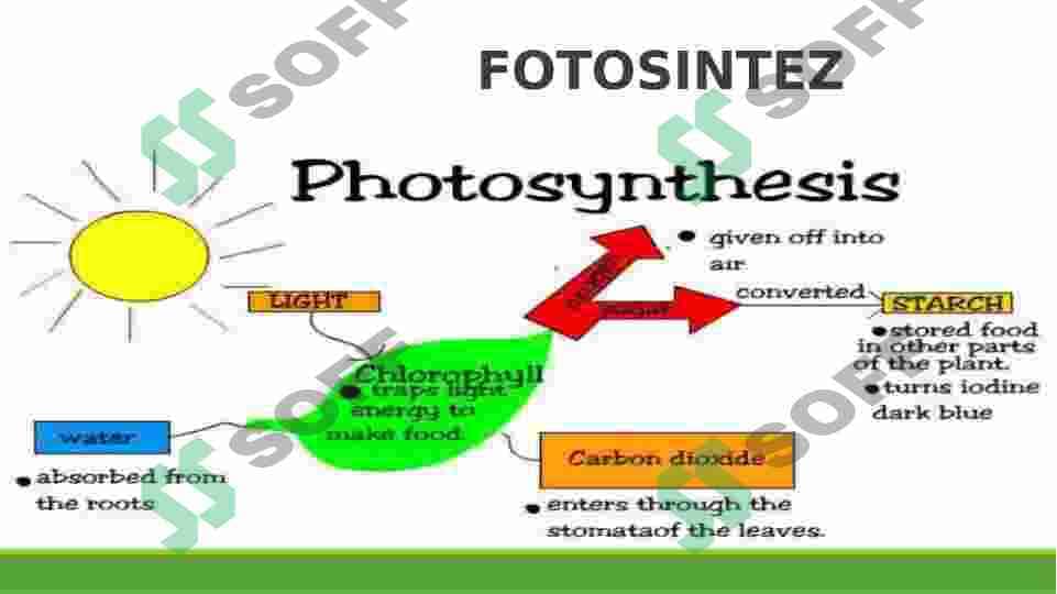 FOTOSINTEZ 3