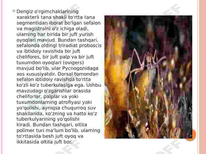 dengiz o'rgimchaklari 3