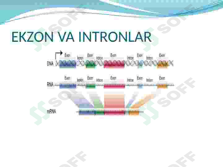 Ekzon va intronlar 3