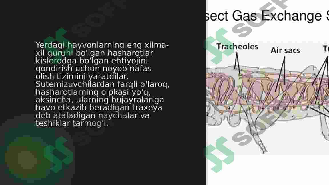 Hasharotlarning nafas olish sistemasi 3