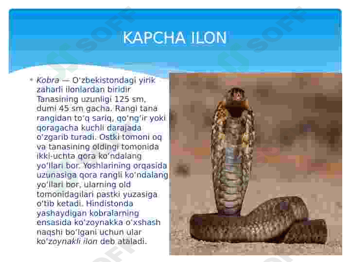 Qizil kitobga kiritilgan reptiliyalar 3