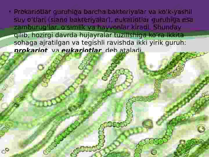 Prokariot hujayra 3