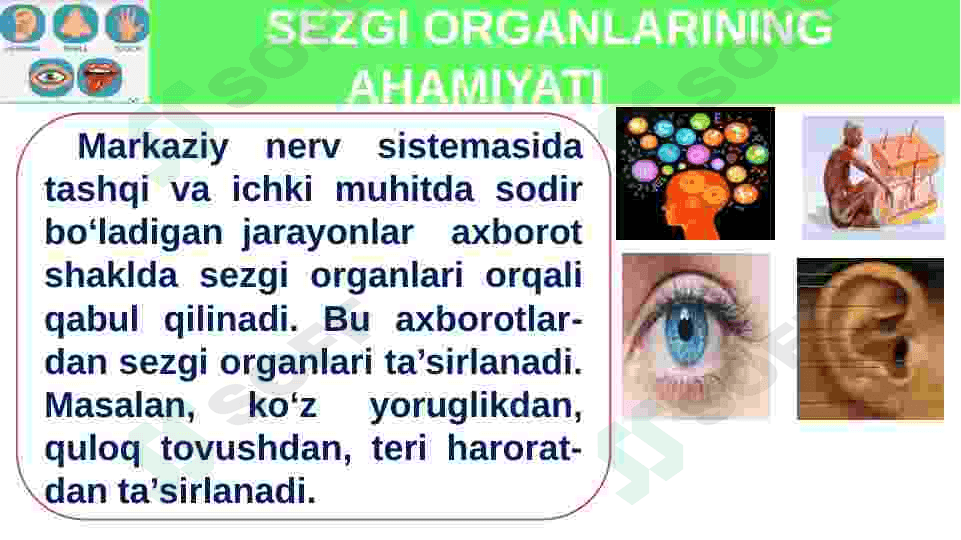 Sezgi azolari fiziologiyasi 3