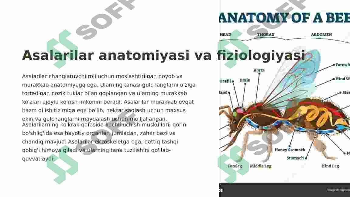 Asalarilar haqida 3