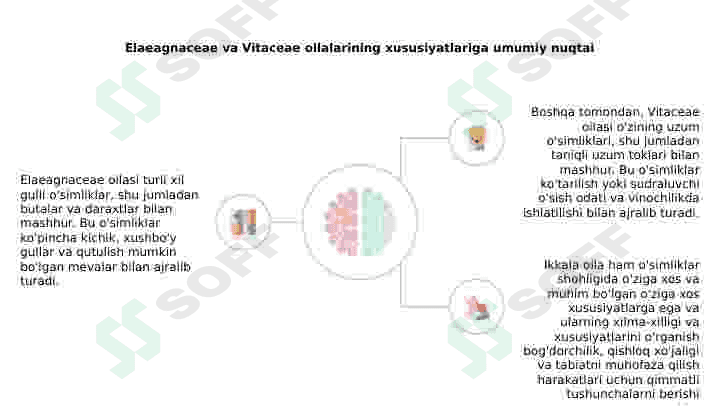 Jiydadoshlar(Elaeagnaceae) va Tokdoshlar (Vitaceae) oilalari 3