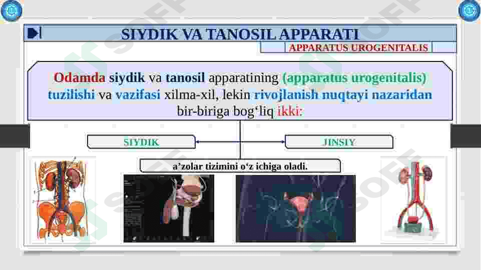 Buyrak. Ularning yoshga qarab o'zgarish. Siydik yo’li qovuq, siydik chiqarish kanali,       ularning yoshga qarab o'zgarishi. 3