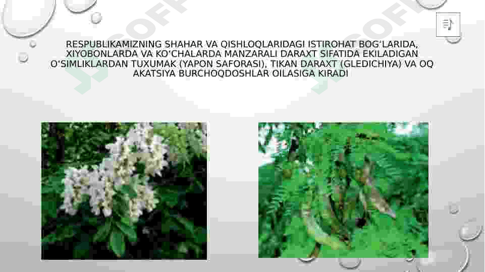dukkakdoshlar oilasi 3