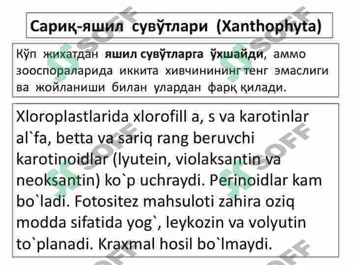 SARIQ-YASHIL SUVO`TLAR  BO`LIMI. TILLARANG SUVO`TLAR  BO`LIM 3