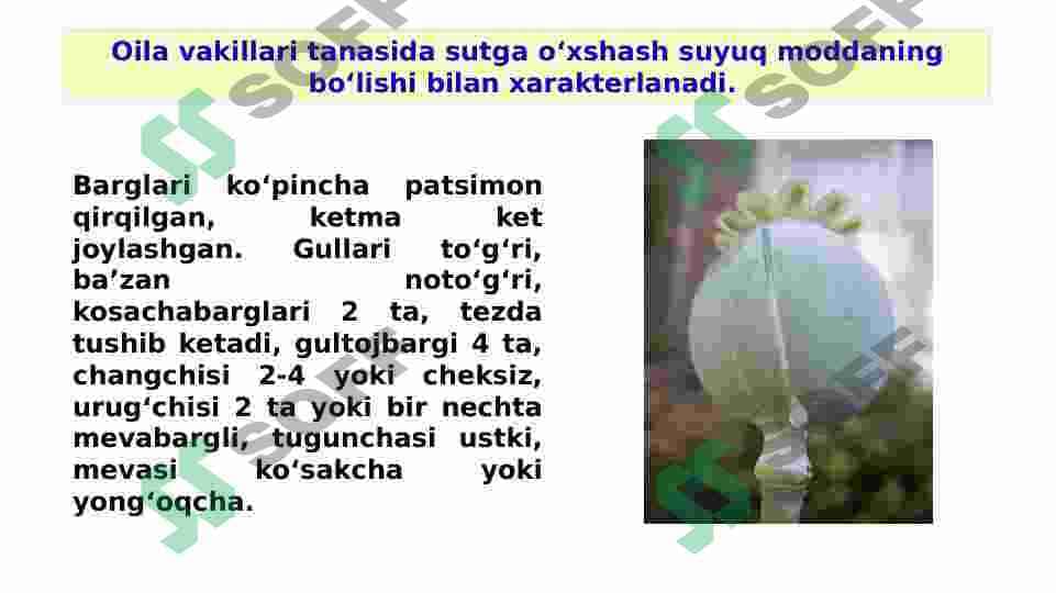 Ko‘knornamolar qabilasi - Papaverales 3