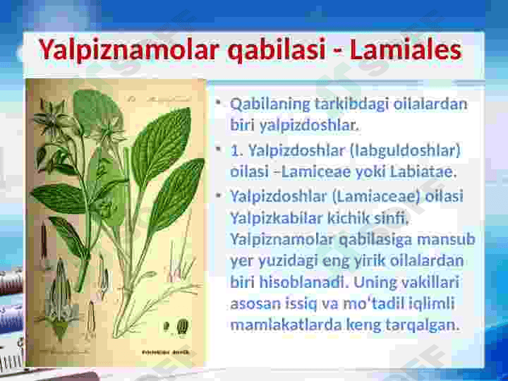 Yalpiznamolar qabilasi 3