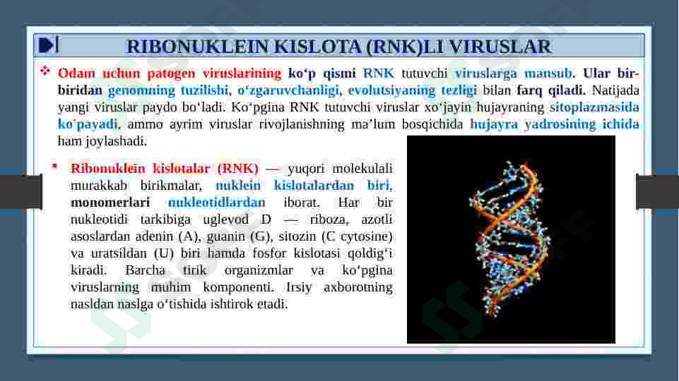 RNK SAQLOVCHI VIRUSLAR KELTIRIB CHIQARUVCHI YUQUMLI KASALLIK QO’ZG’ATUVCHILARI. ORTOMIKSOVIRUSLAR, PARAMIKSOVIRUSLAR. XARAKTERISTIKA VA LABAROTORIYA TASHXISI. 3