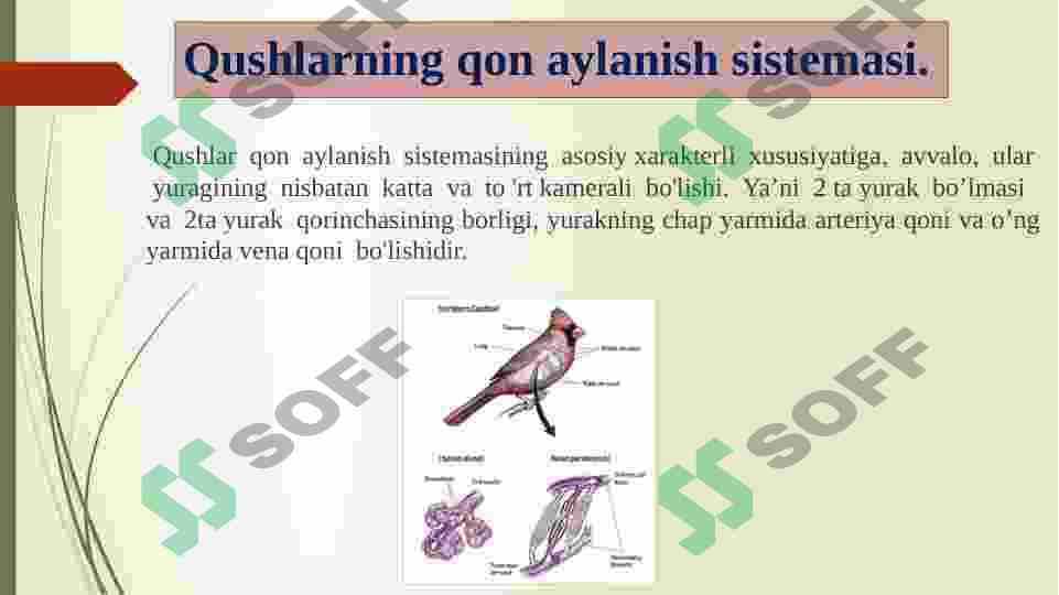 Qushlarning yurak qon tomirlari fiziologiyasi 3
