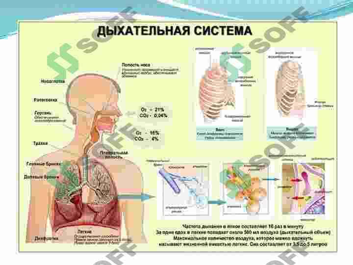 gigeniya tartib qoidalari(ruscha) 3