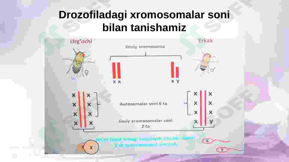 Belgilarning birikkan holda irsiylanishi 3