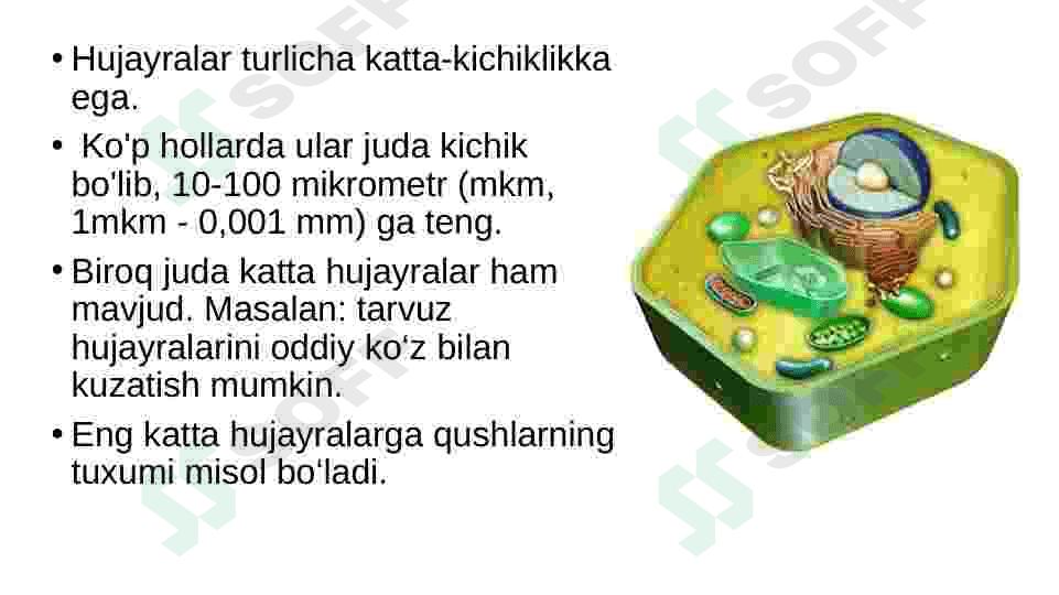 eukariot hujayra 4