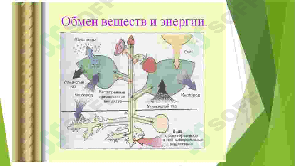 Metabolizm jarayonida energiya hosil boʻlishi va sarflanishi 4