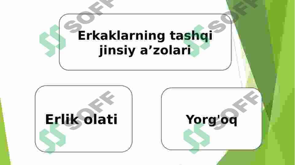 Erkaklarning jinsiy aʼzolari anatomiyasi 4