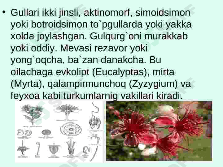 mirtanamolar qabilasi 4